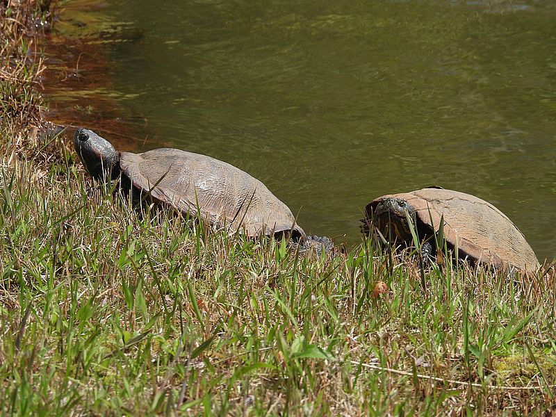 アカミミガメちゃん