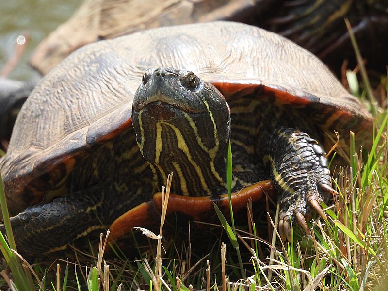 アカミミガメちゃん
