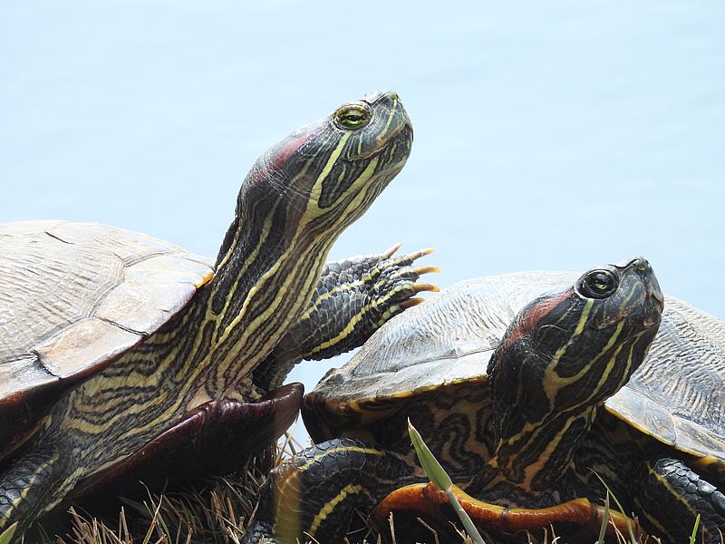 アカミミガメちゃん