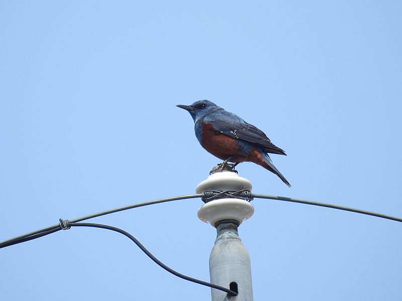 イソヒヨちゃん