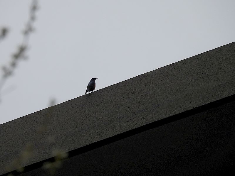 イソヒヨちゃん