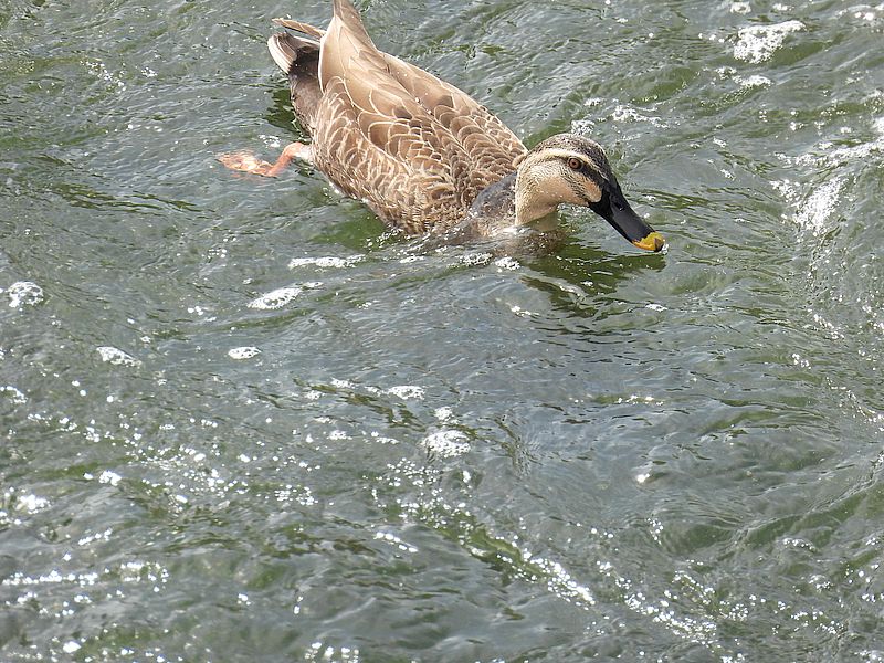 カルガモちゃん