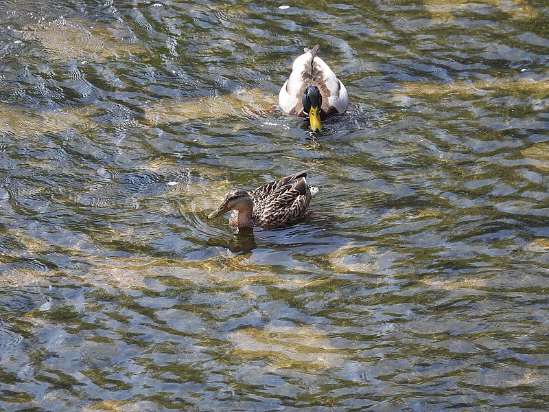 マガモ氏に見えるけど多分交雑種
