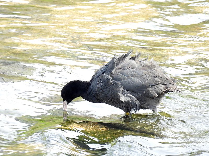 オオバンちゃん