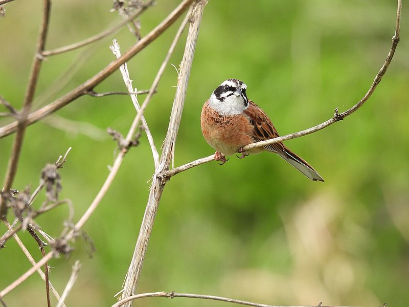 ホオジロちゃん