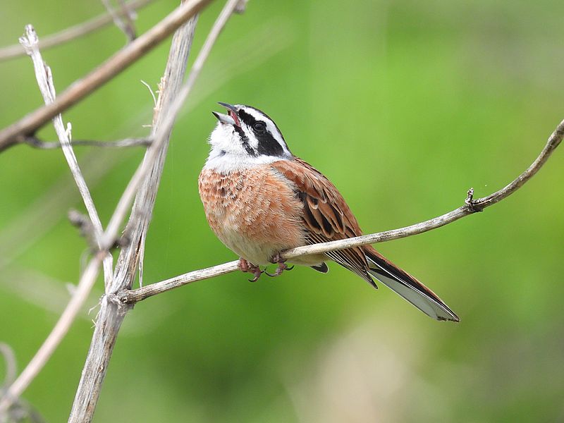 ホオジロちゃん