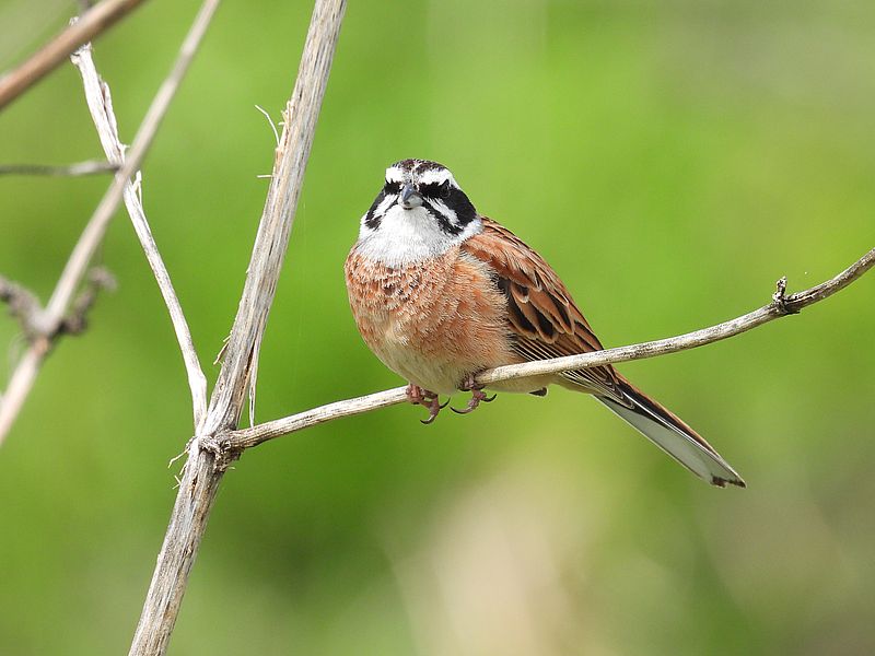 ホオジロちゃん