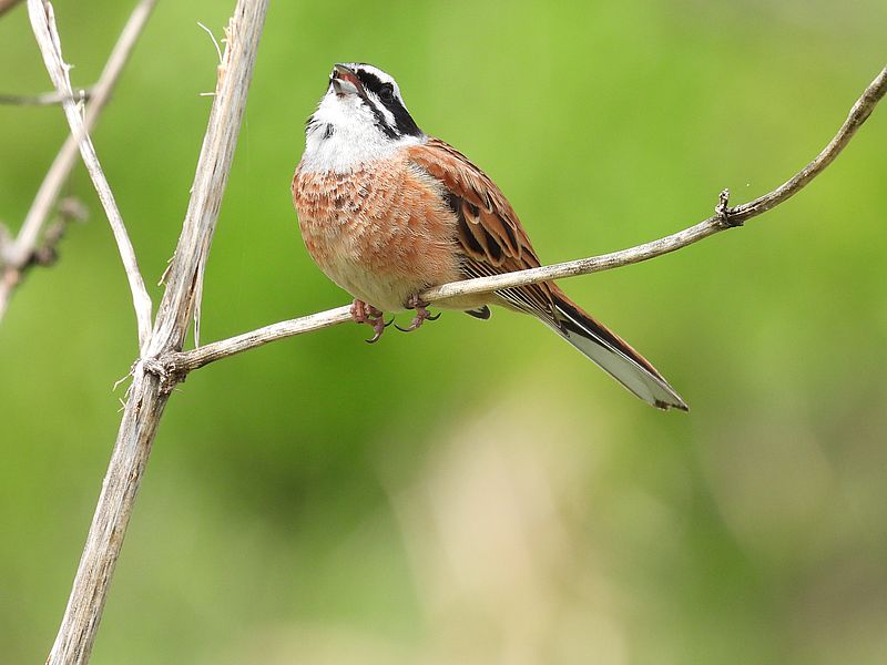 ホオジロちゃん