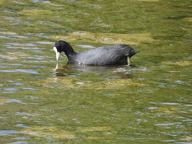 オオバンちゃん