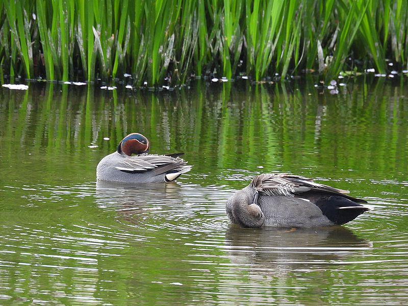 コガモちゃんとオカヨシさん
