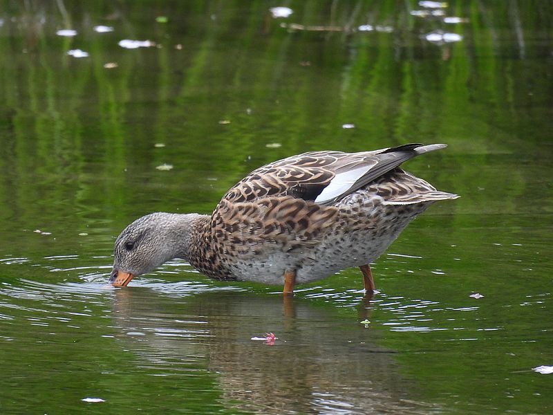 オカヨシ子ちゃん