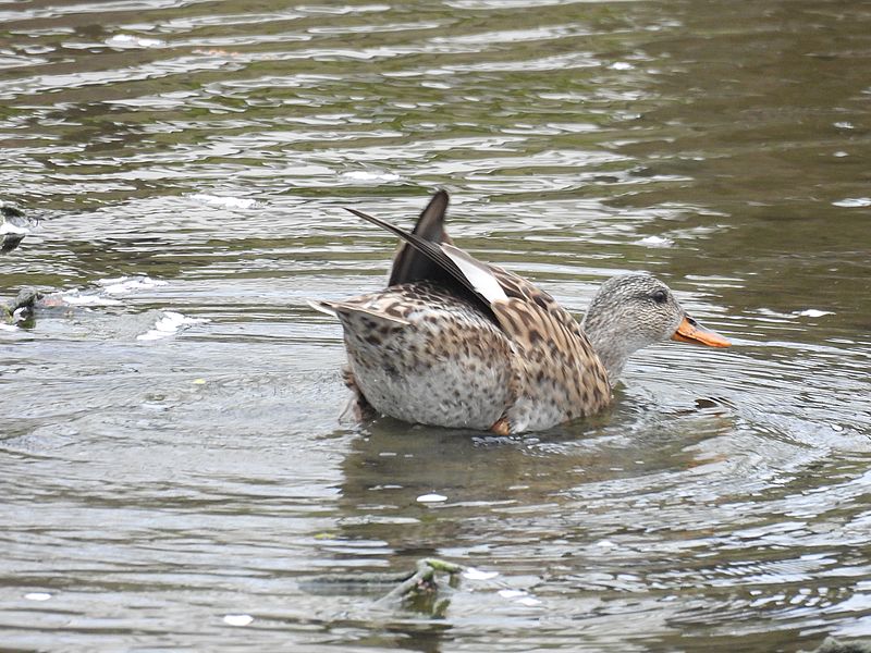 オカヨシ子ちゃん