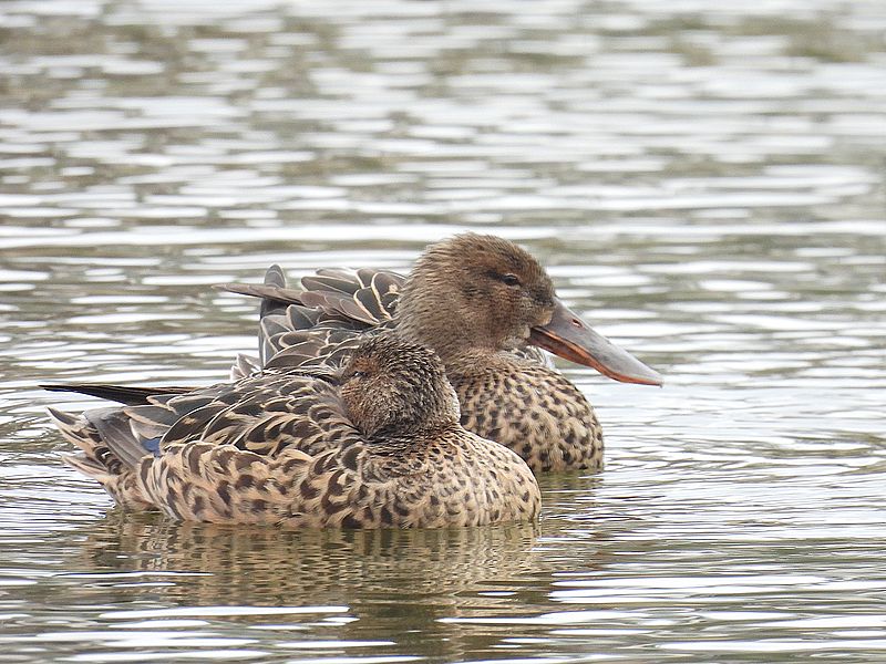 ハシビロ子ちゃん