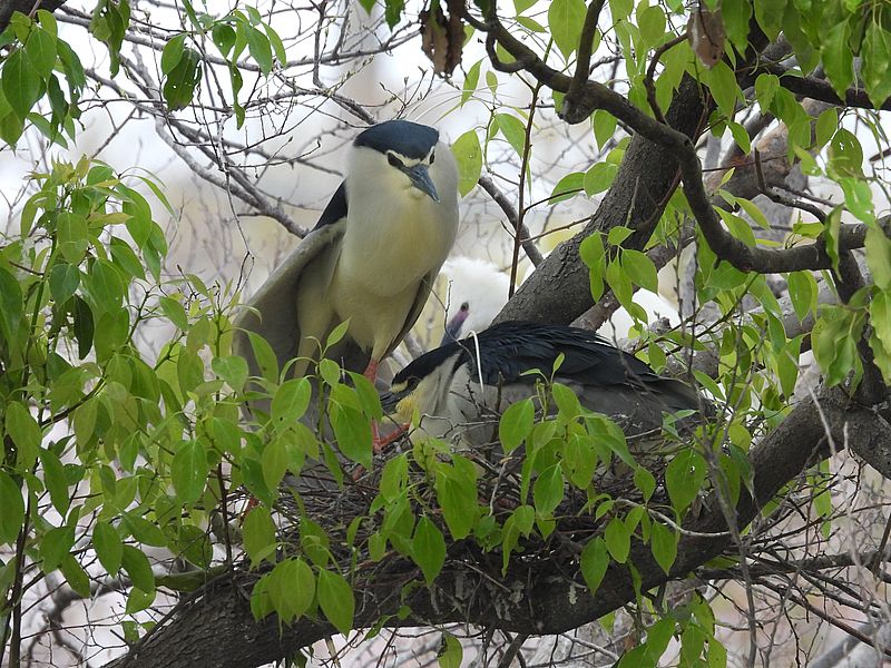 ゴイちゃんご夫妻