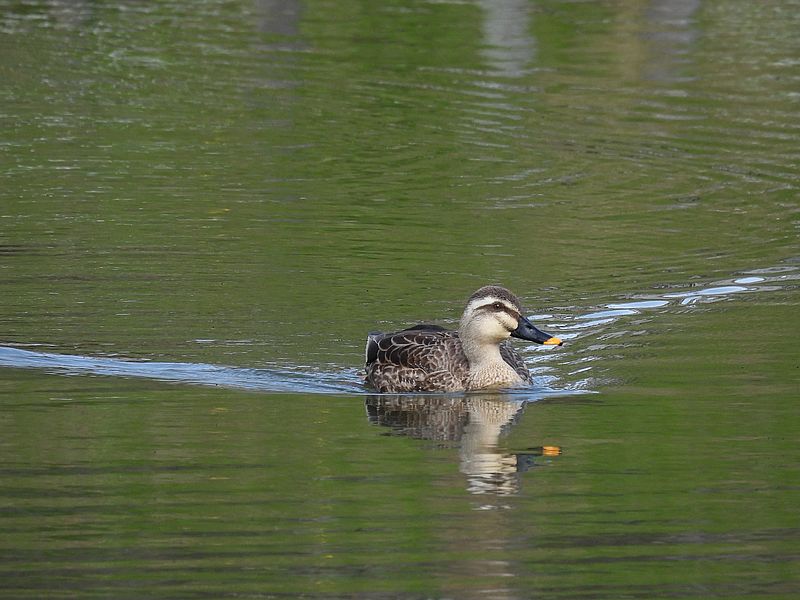 カルガモちゃん