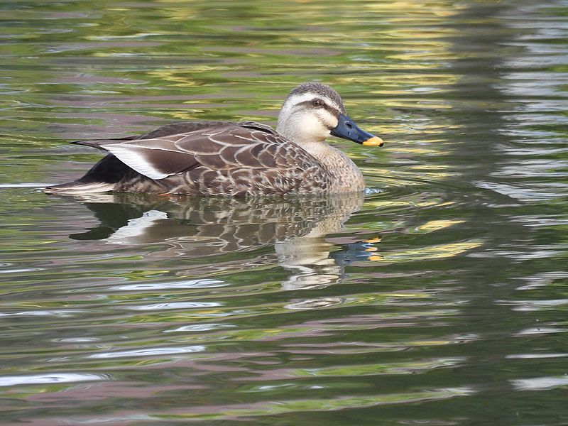カルガモちゃん