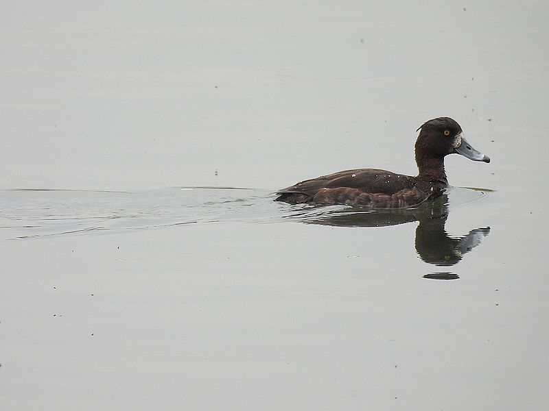 キンクロ子ちゃん