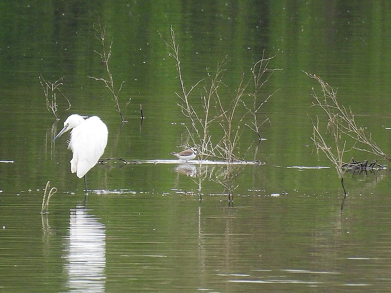 コサギちゃんとコチドリちゃん