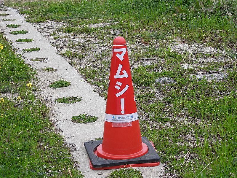 コーンたってた