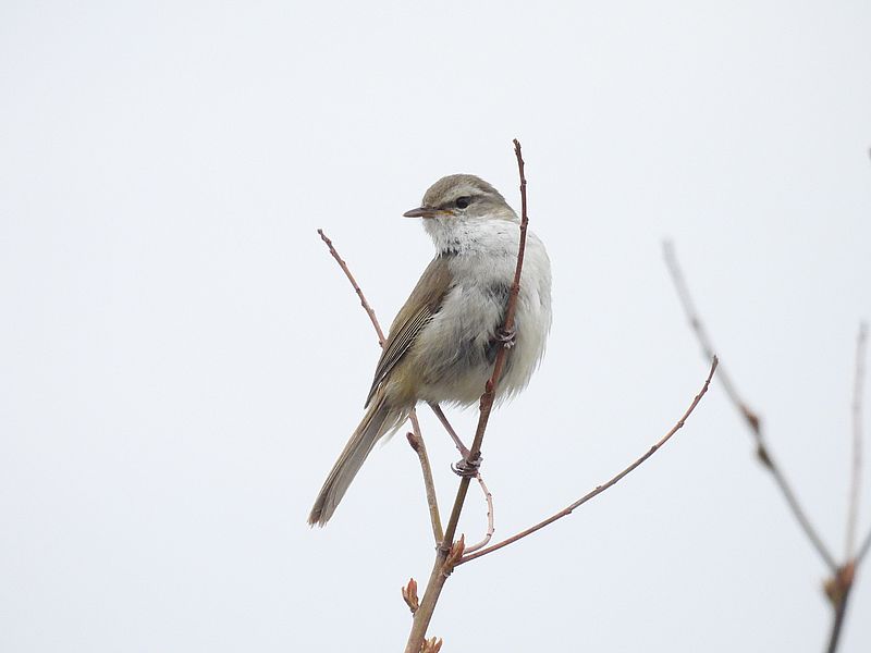 ウグイスちゃん