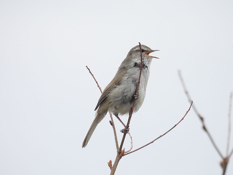 ウグイスちゃん
