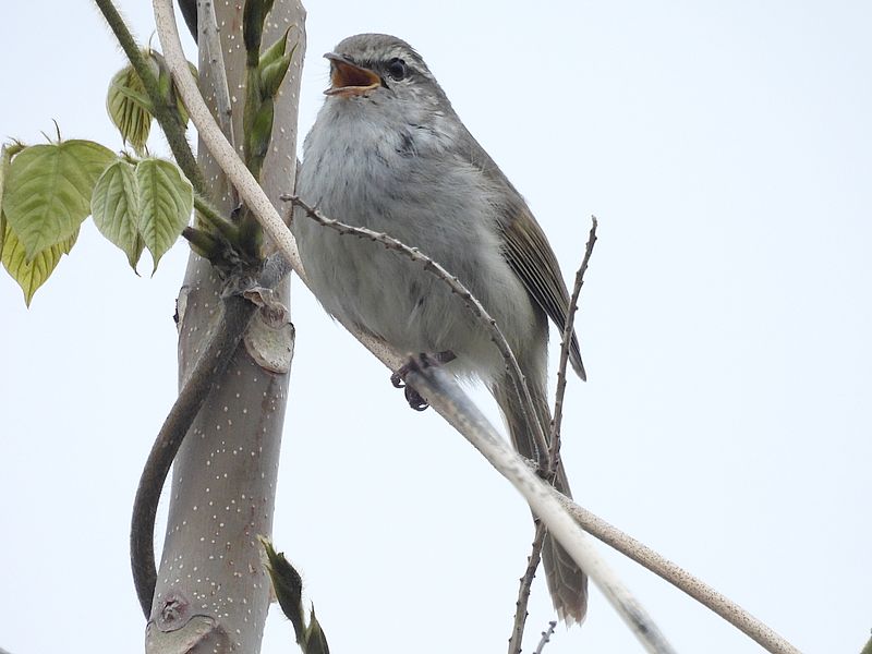 ウグイスちゃん