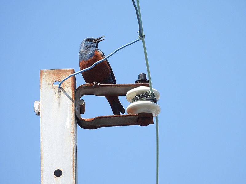 イソヒヨちゃん