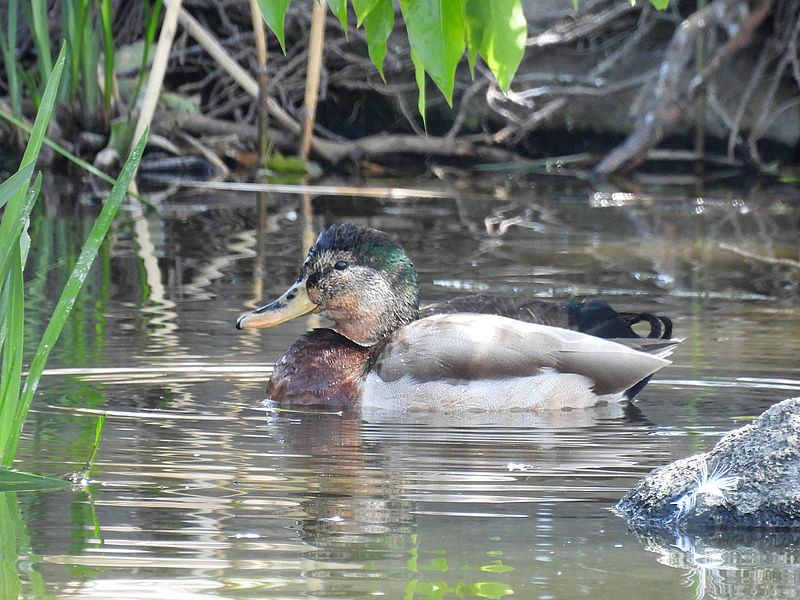 マルガモちゃん