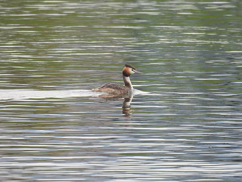 カンムリカイツブリちゃん