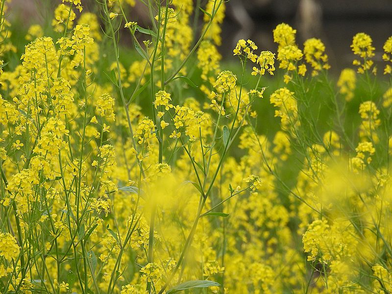 セイヨウカラシナ