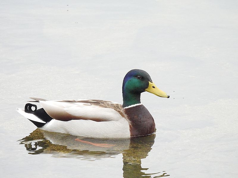 マガモ氏に見える交雑種ちゃん