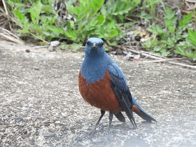 イソヒヨちゃん