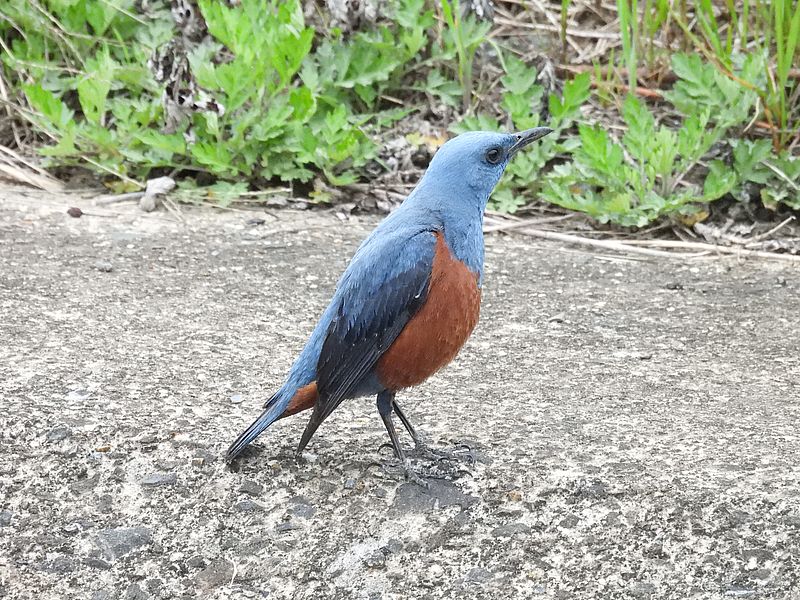 イソヒヨちゃん