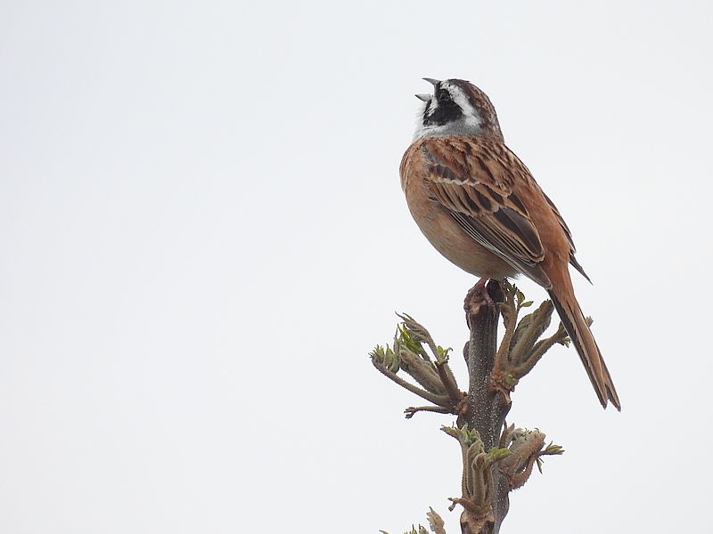 ホオジロちゃん