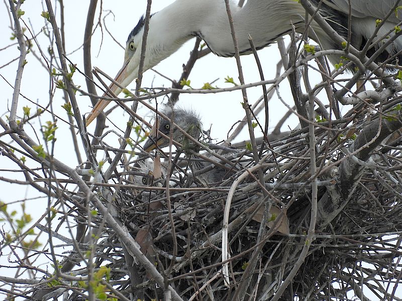 アオサギ先生とプテラノ先生