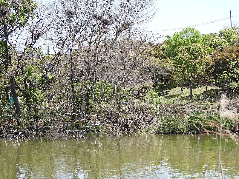 打上川治水緑地