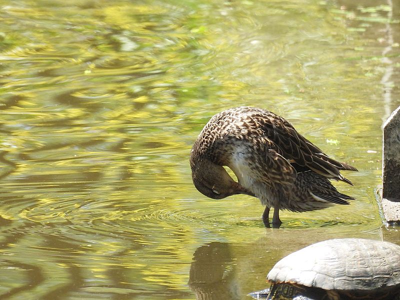 コガモ子ちゃん