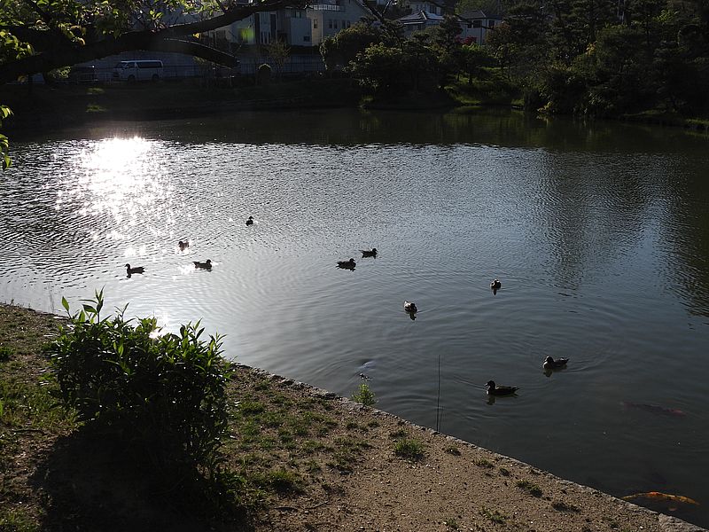 ぴゆちゃんが10羽