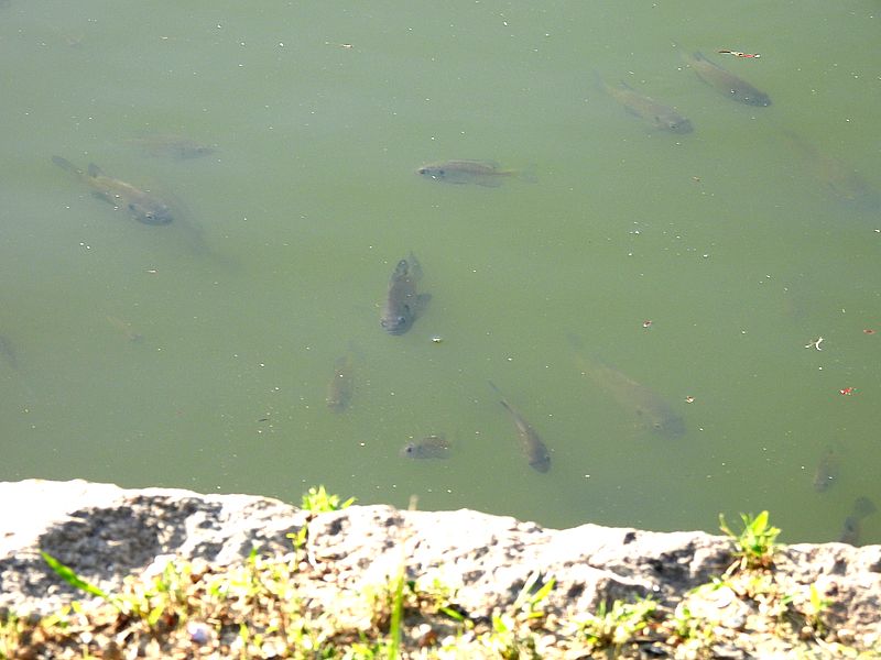 フナ？なんだろう？