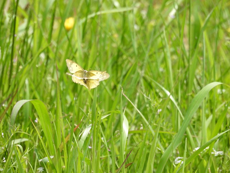 モンキチョウちゃん