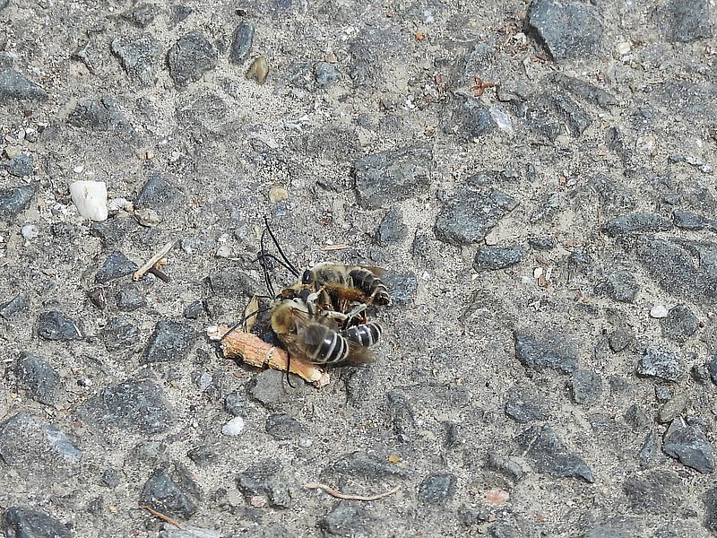 ニッポンヒゲナガハナバチちゃん