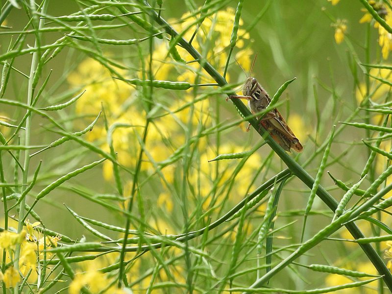 ツチイナゴさん