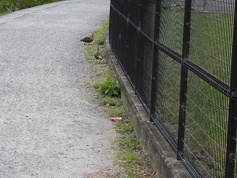 カルガモちゃんご夫妻