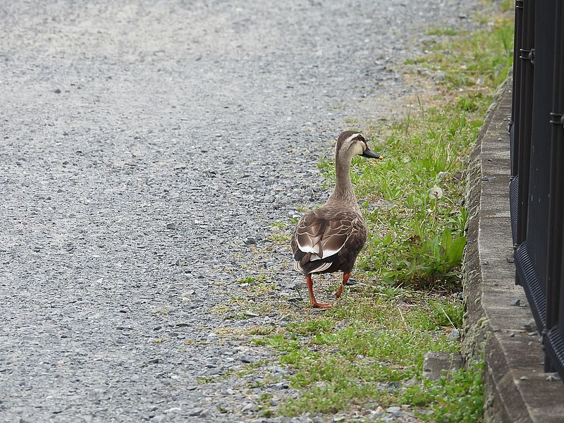 カルガモちゃん