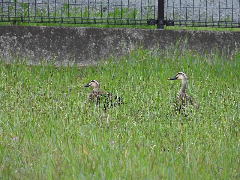 カルガモちゃんご夫妻