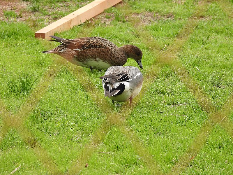 ぴゆちゃんご夫妻