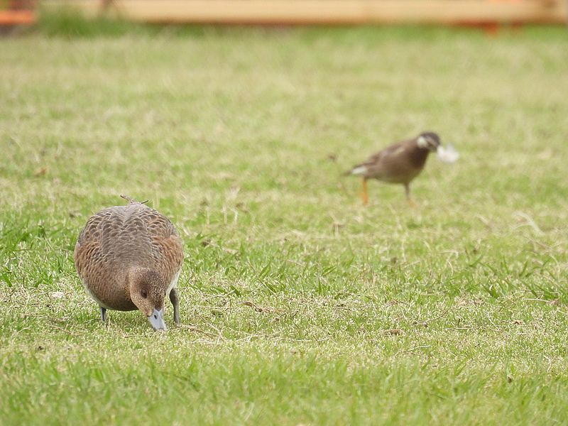 ぴゆ子さんとムクちゃん