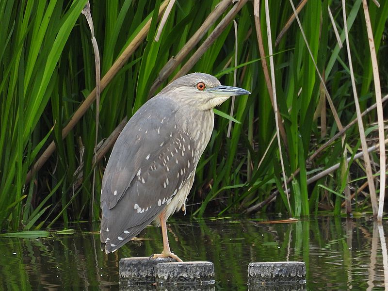ホシゴイちゃん