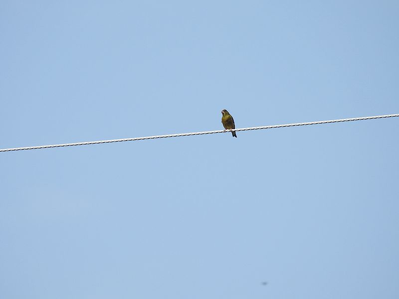 カワラヒワさん