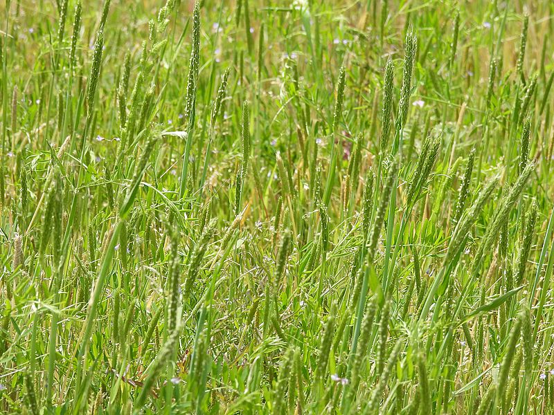 スズメノテッポウ